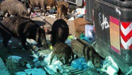 Italia: ultimo atto?