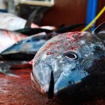 I TONNI VENUTI DA KIEV