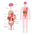SOPRA E SOTTO LA PANCIA